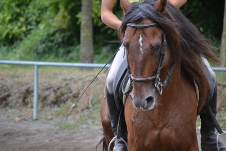 Campus de equitación Masia Can Grau - Hípica