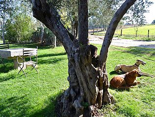Can Sort excursiones a caballo